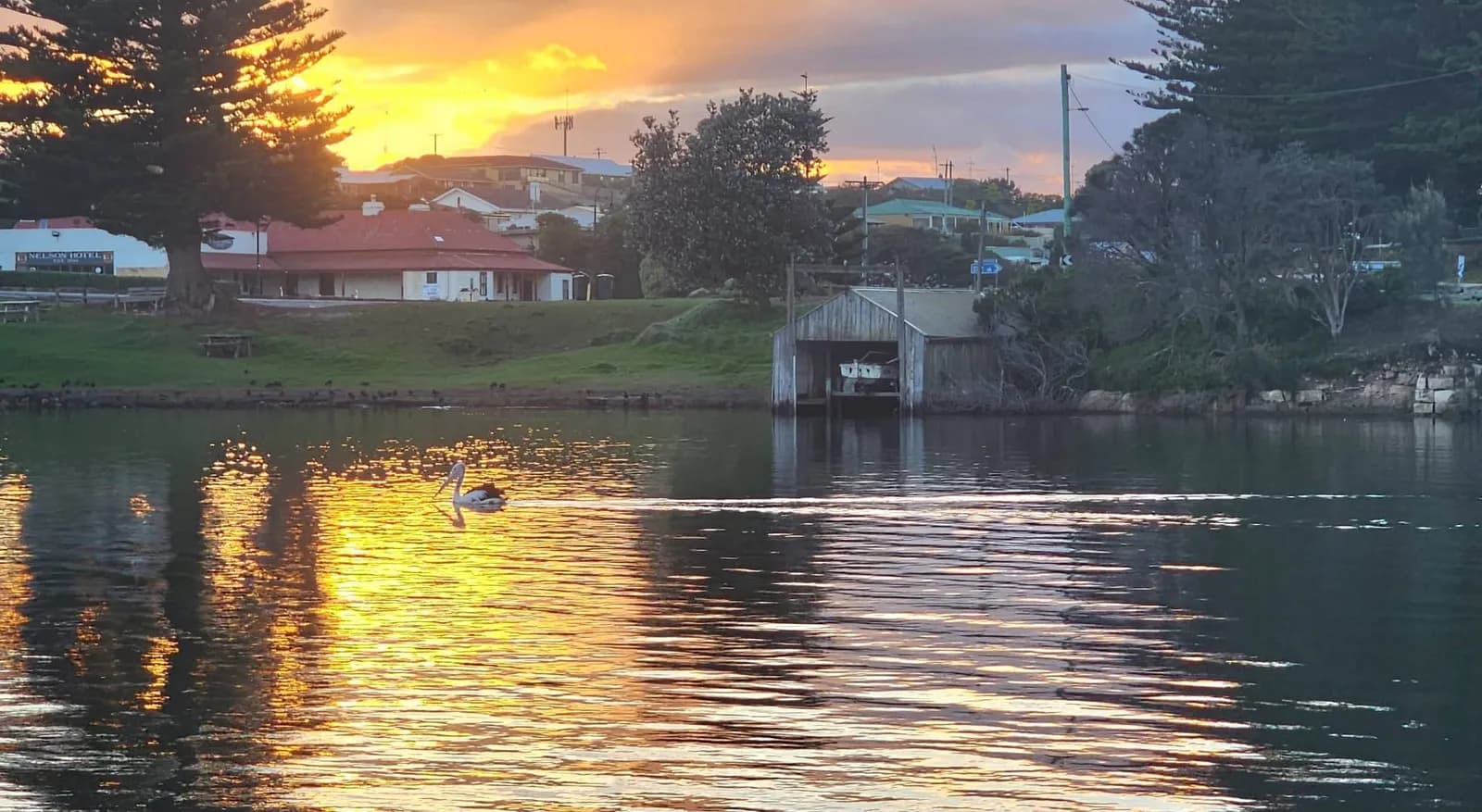 An Australian pelican on the Glenelg River at sunset, Nelson's rooftops on the far bank
