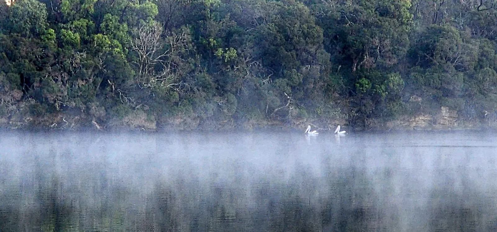 A pair of pelicans resting on the misted river below a wooded bank