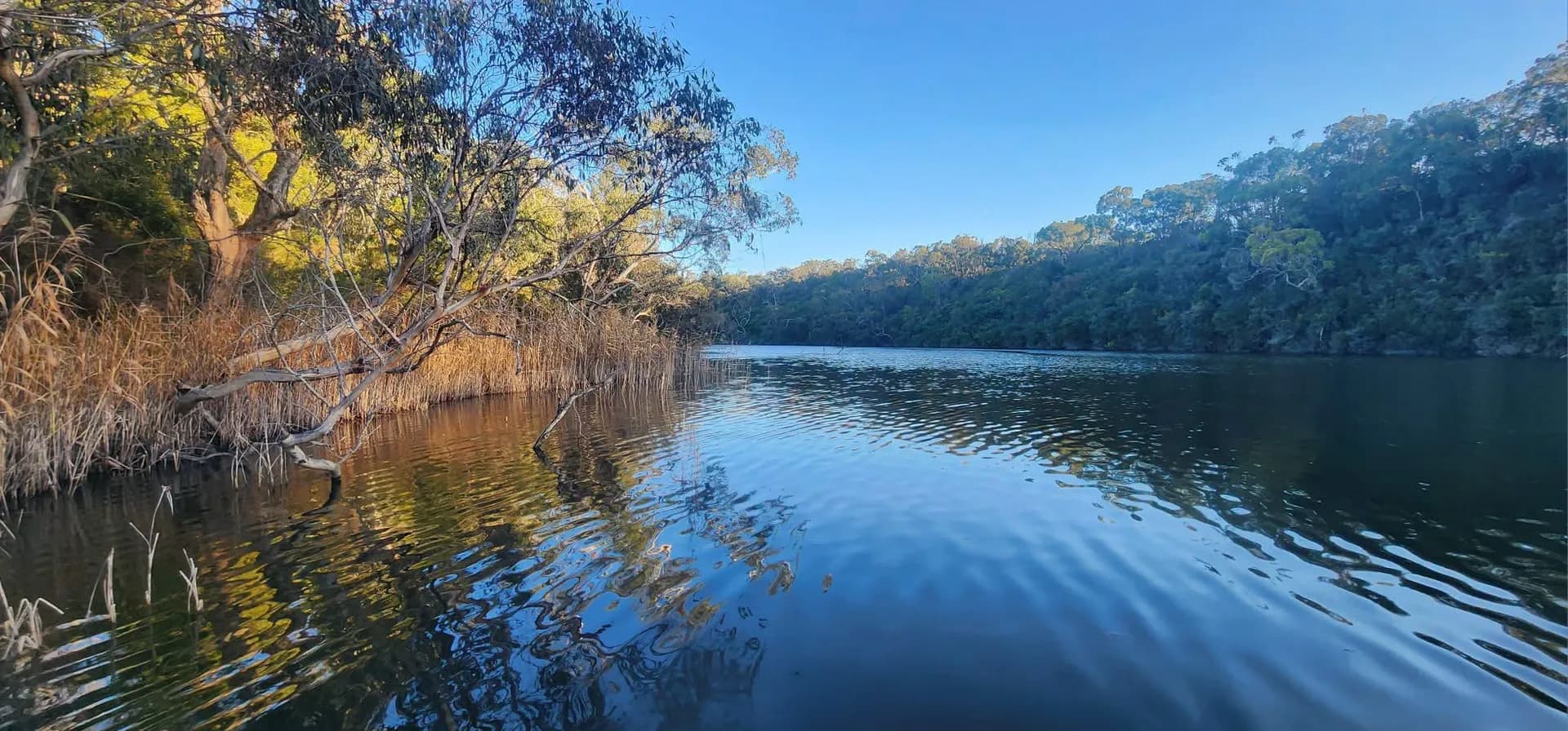 River gums and reeds mirrored in the still water of the Glenelg River