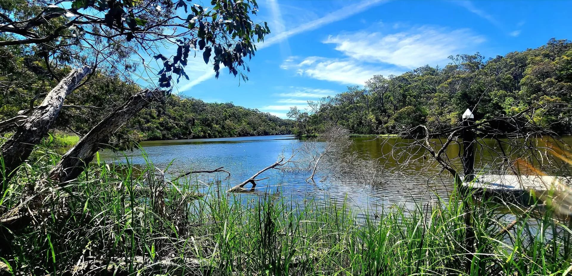 The Glenelg River framed by reeds and fallen timber on a clear day